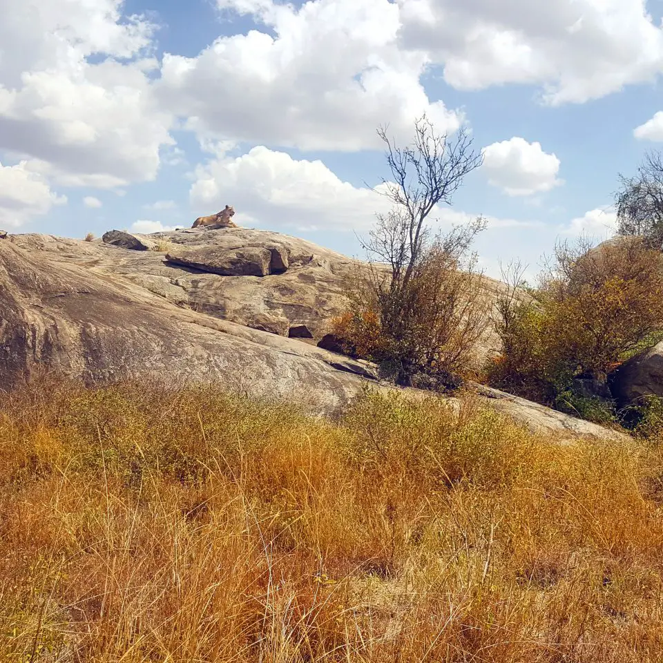 Lioness on Kopje
