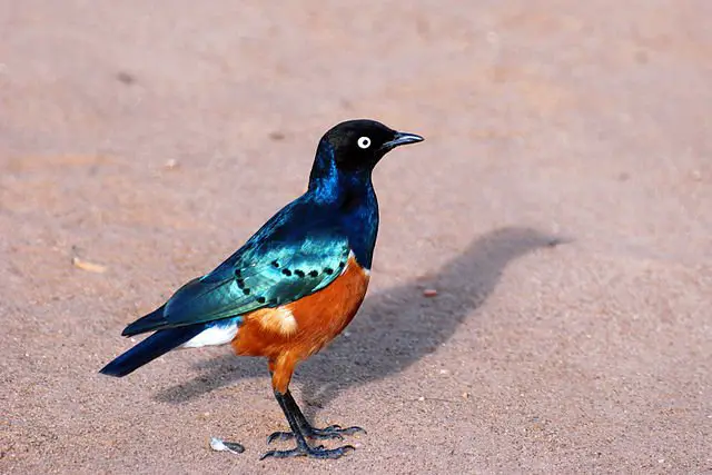 A Superb Starling in Tarangire National Park