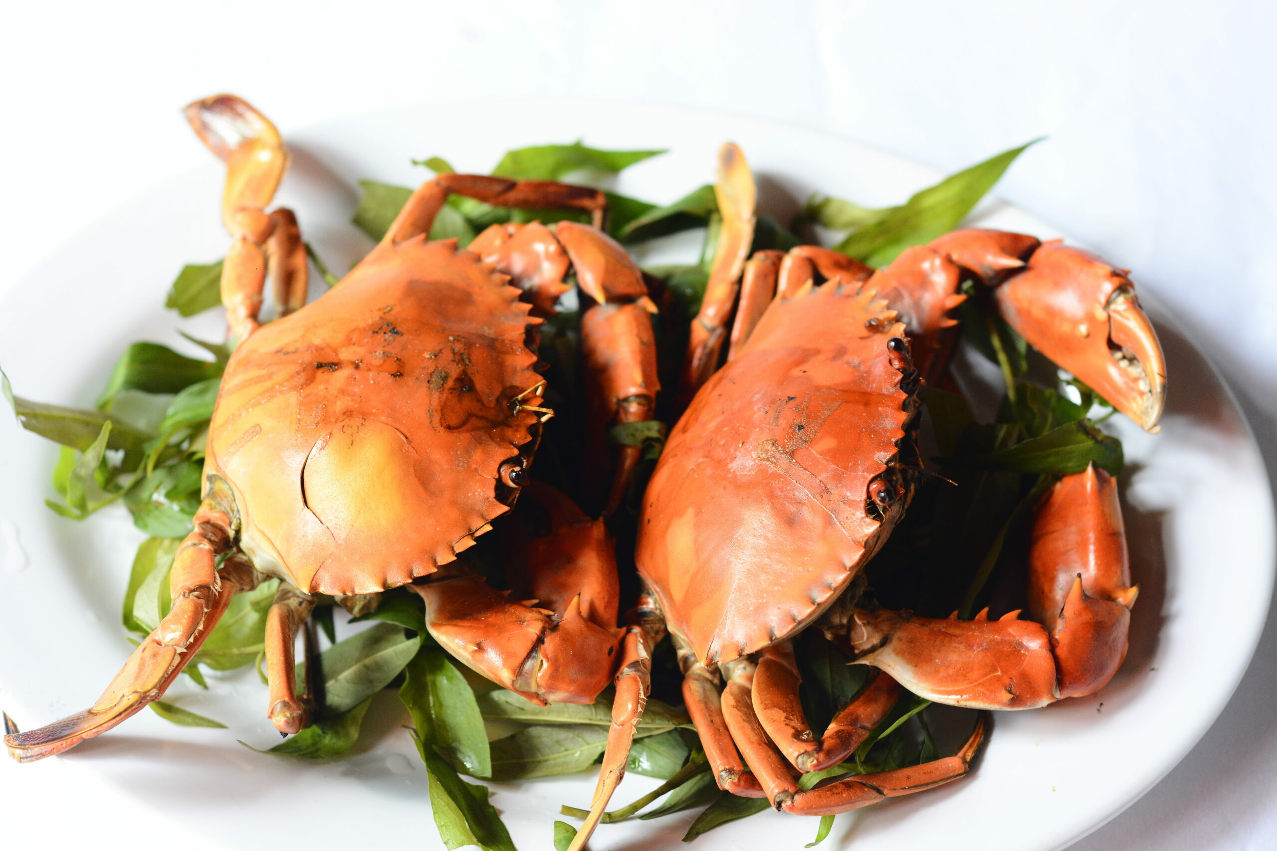 crabs near me: 2 crabs on a plate at a crab shack