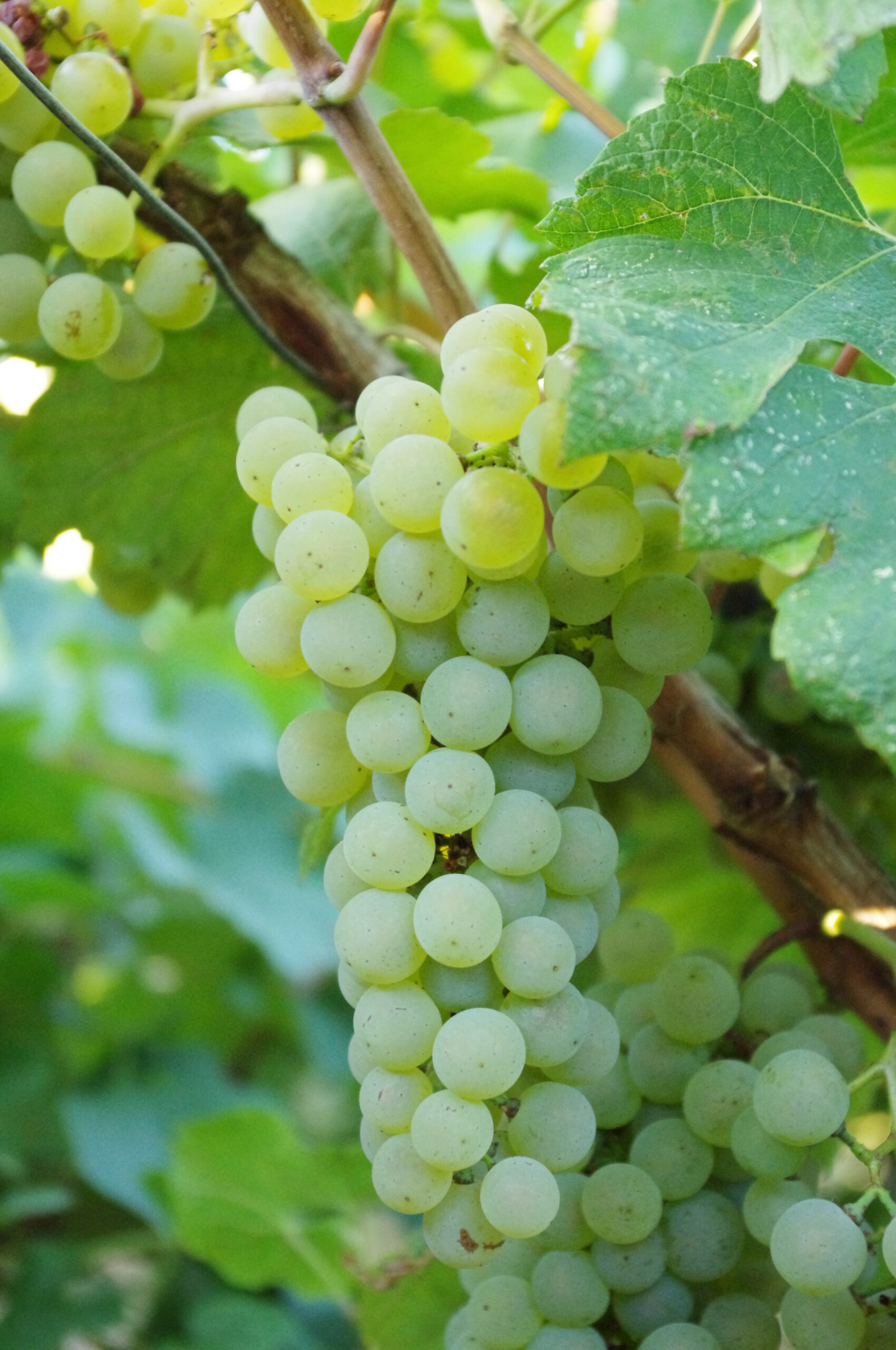 chardonnay vs sauvignon blanc vs pinot grigio: chardonnay grapes are green