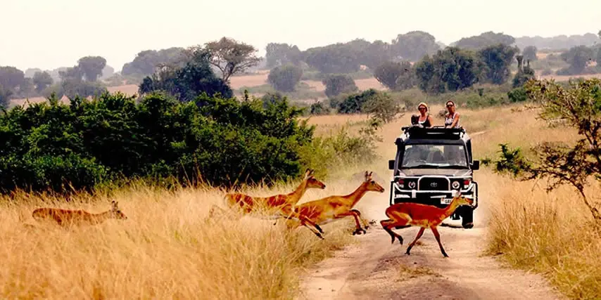 rough guide to Uganda: Antelope crossing the road in Uganda