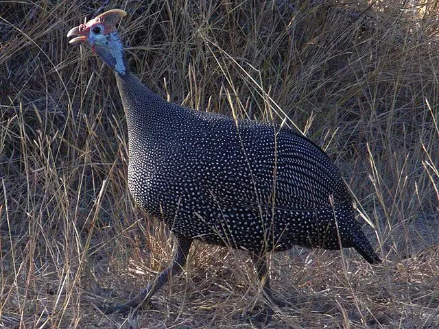 Kanga in English is guinea fowl