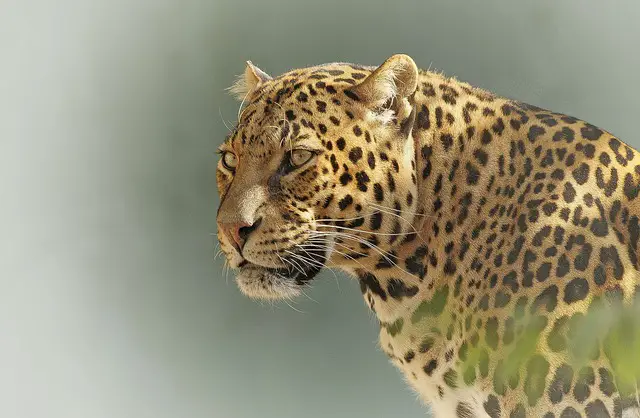 A leopard in the wild