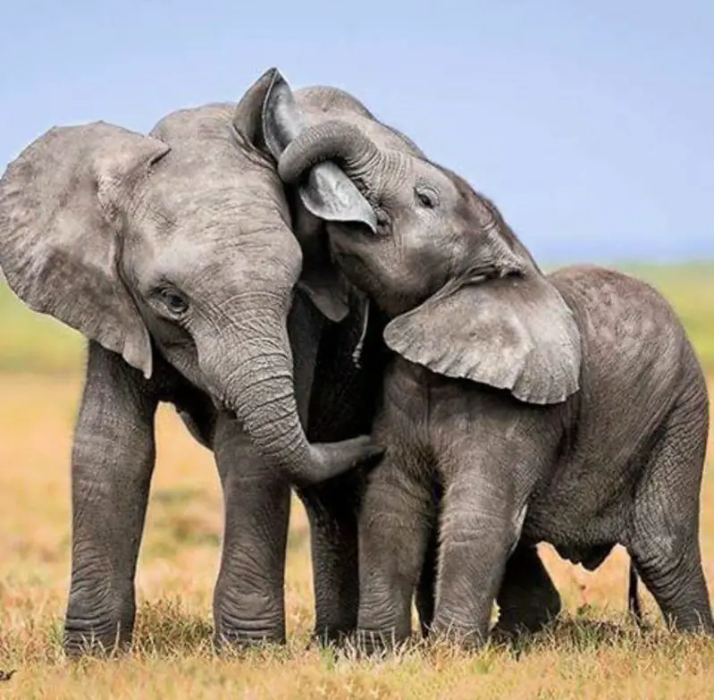 An elephant family in the Serengeti