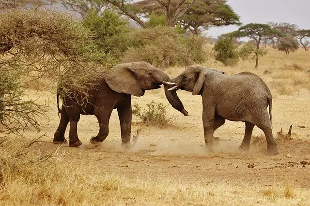 Elephants playing in the Serengeti