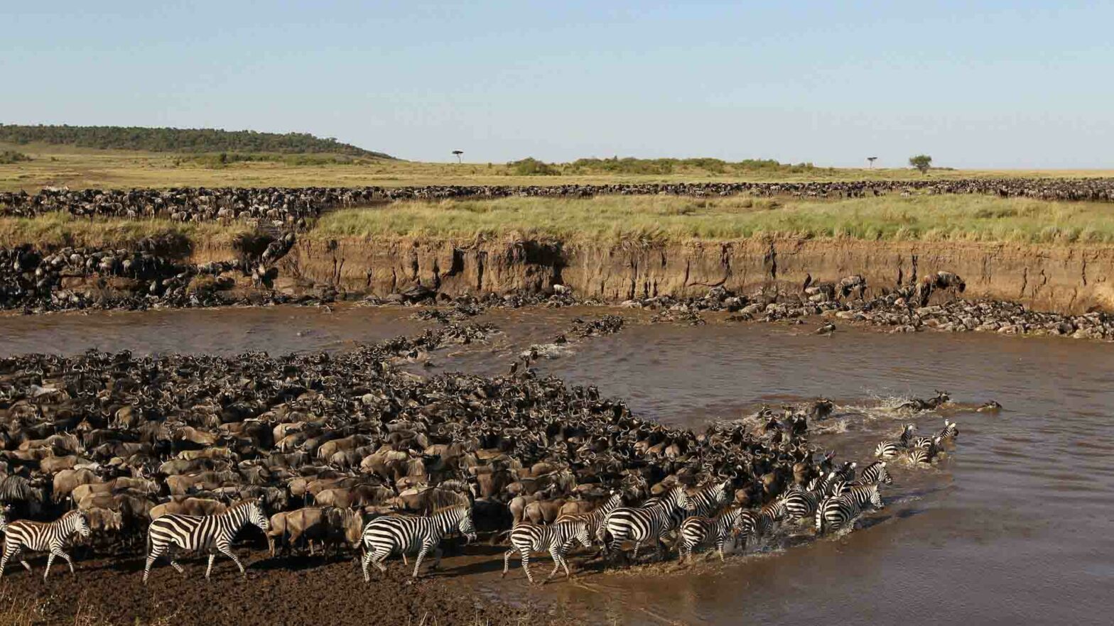 Travel from Dar es Salaam to Serengeti to see the Wildebeest migration