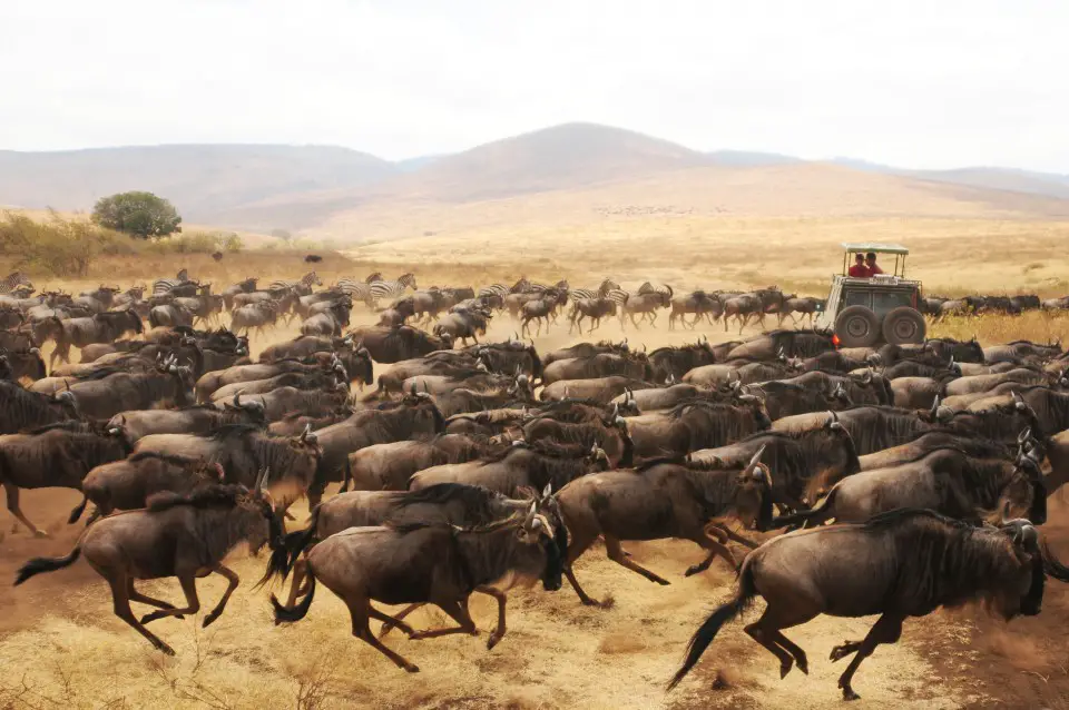 Wildebeest Migration Stampede in Serengeti