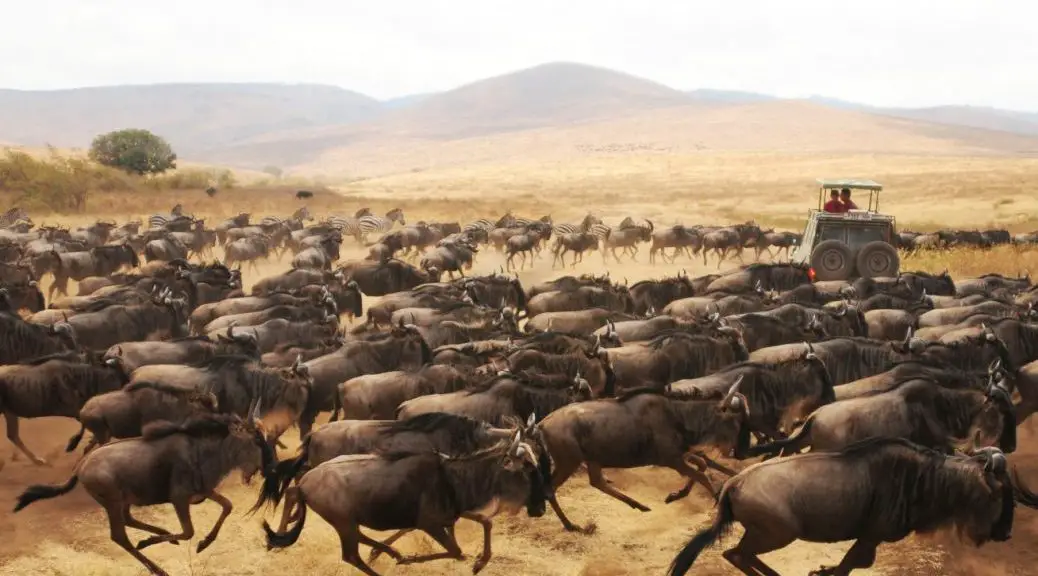 Wildebeest Migration Stampede in Serengeti National Park