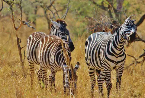 Zebra in the wild