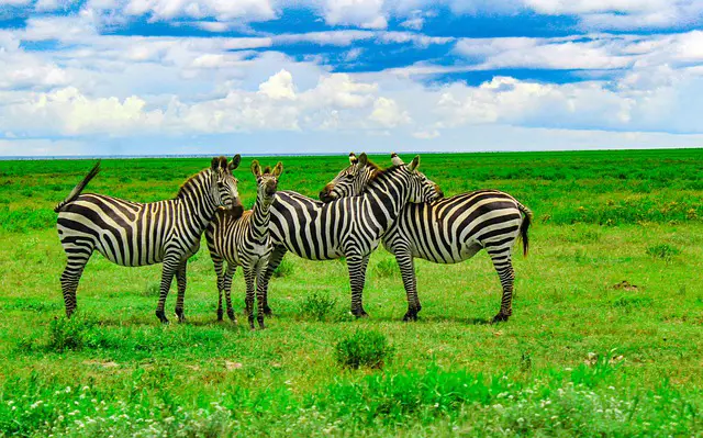 Zebras in the Serengeti Tanzania