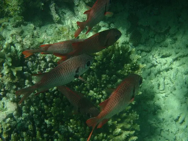 Red Fish at Kisite Marine Park