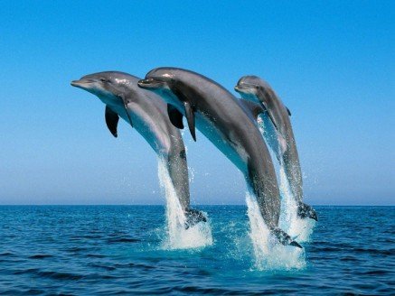 Three Wasini Dolphins in the Air