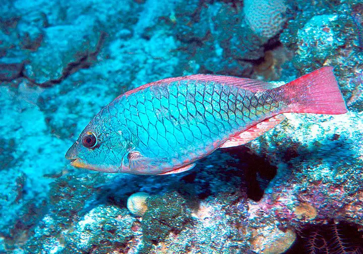 Juvenile Redband Parrotfish