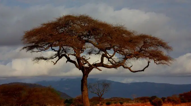 Tree in Tsavo National Park