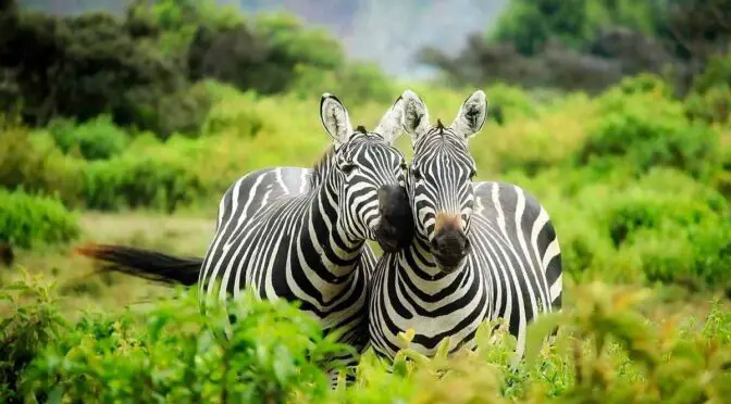 buy lake mburo national park tours tickets & excursions to see zebra like these
