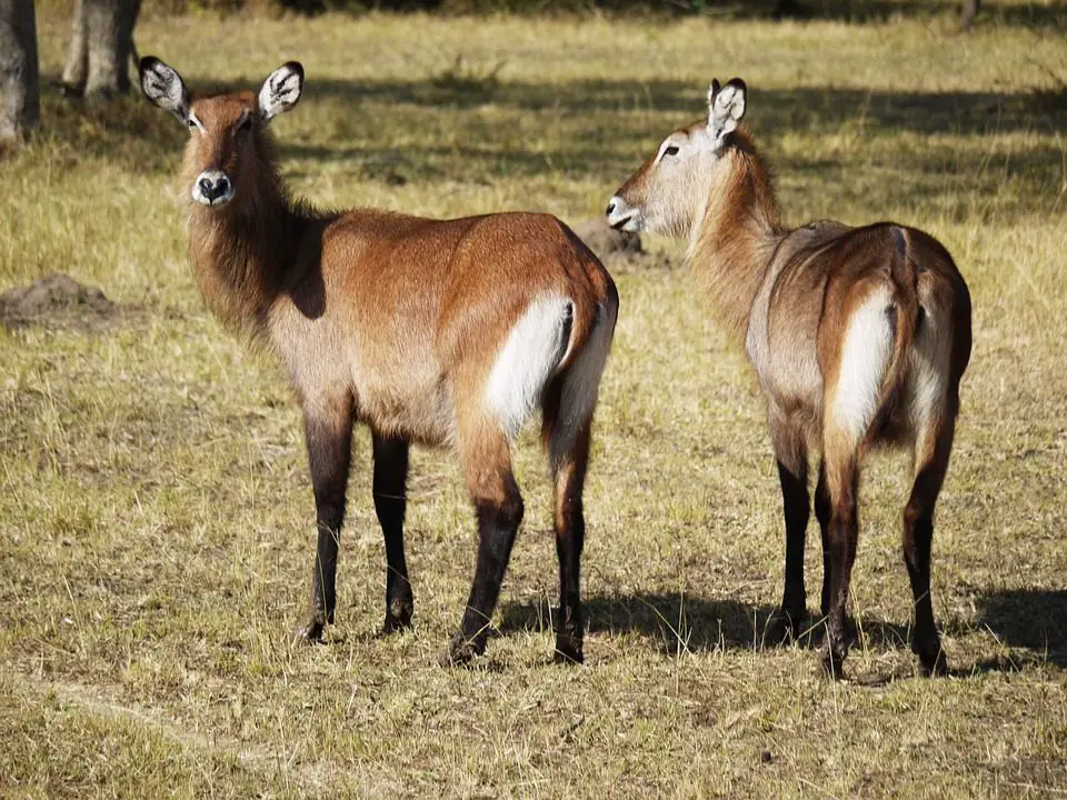 Defassa Waterbuck in Lake Mburo National Park