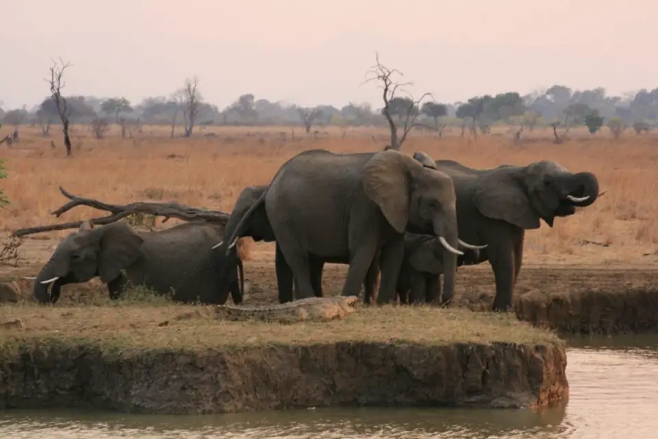 Elephants at Mikumi National Park, Tanzania
