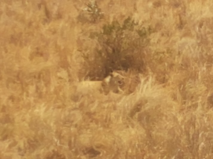 Lioness hiding in grass, Mikumi National Park