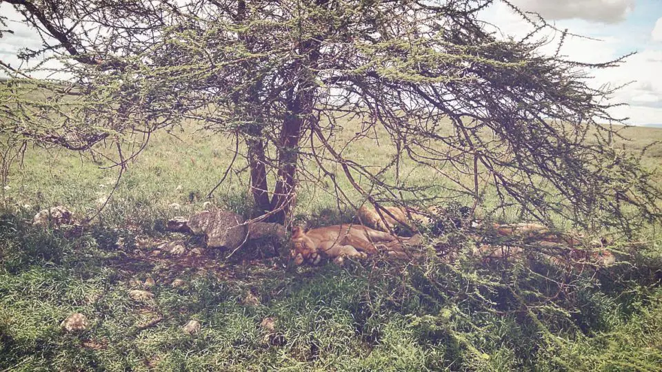Lions slumbering at Mikumi National Park, Tanzania