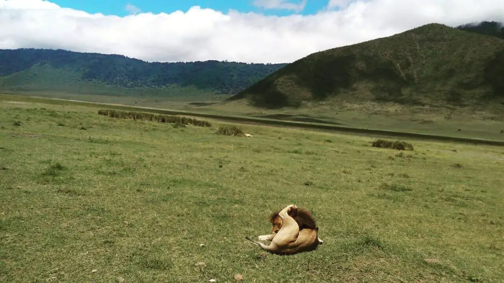 A Lion Licking its balls in the Ngorongoro Crater, Tanzania