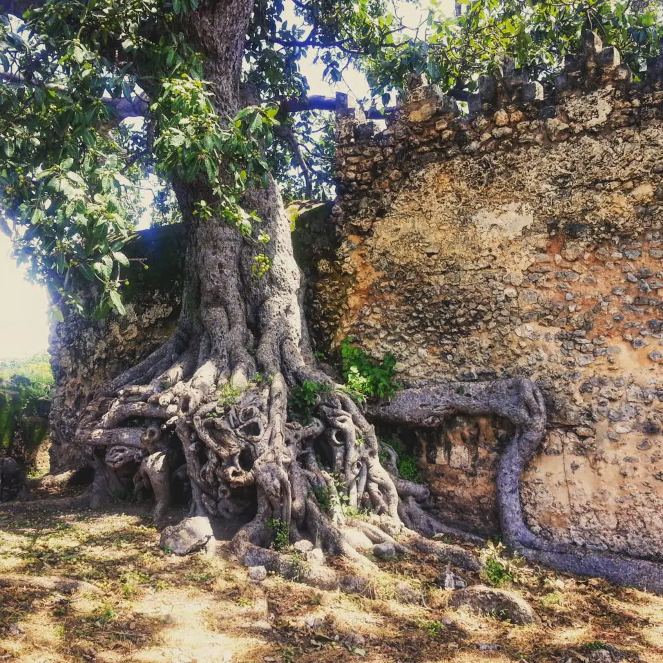 A Tree overtakes the wall of the great mosque of Kilwa, Tanzania