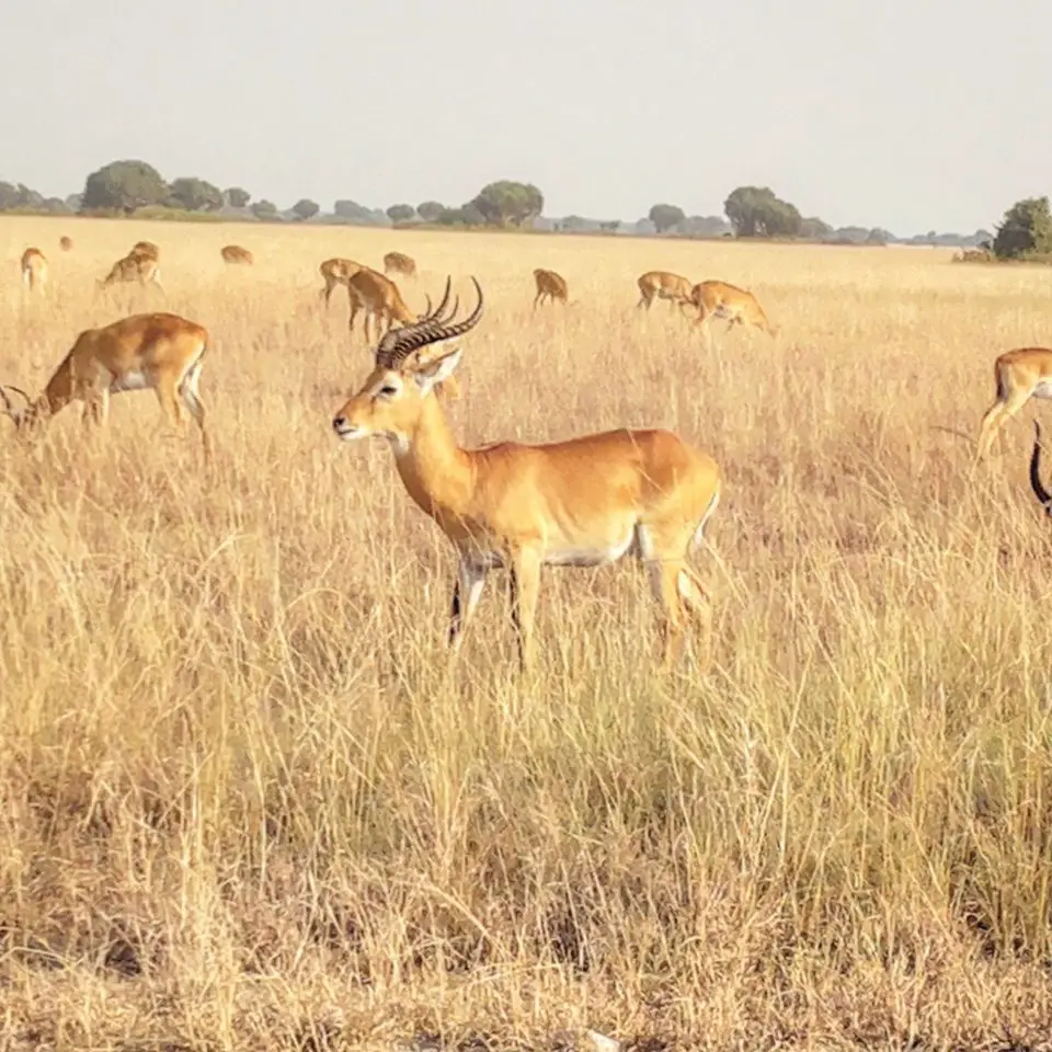 A Ugandan Kob, Queen Elizabeth National Park