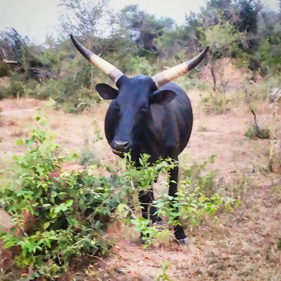 Koozi, an all-black calf