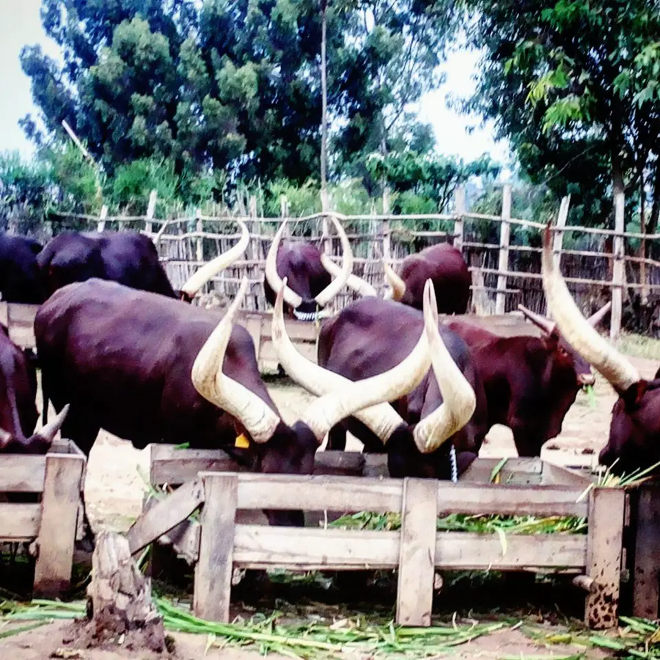 Cows at the King’s Palace Museum in Nyanza, Rwanda