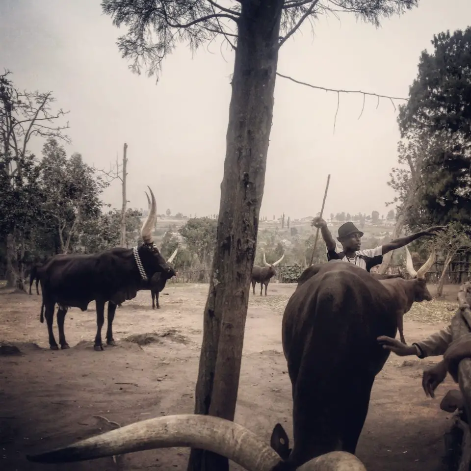 A Herdsman & Cows at The King’s Palace Museum in Nyanza, Rwanda