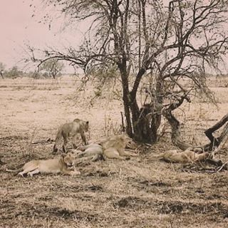 A pride of lions in Mikumi National Park