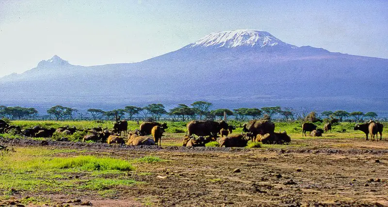 African (Cape) Buffalo in front of Mt. Kilimanjaro, Amboseli National Park, Kenya