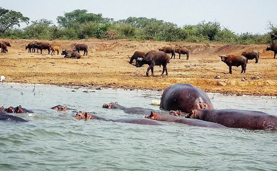 Hippos on the shores of the Kazinga Channel, Uganda
