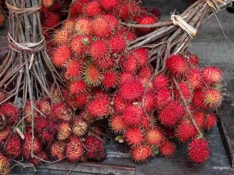 Rambutans in Zanzibar