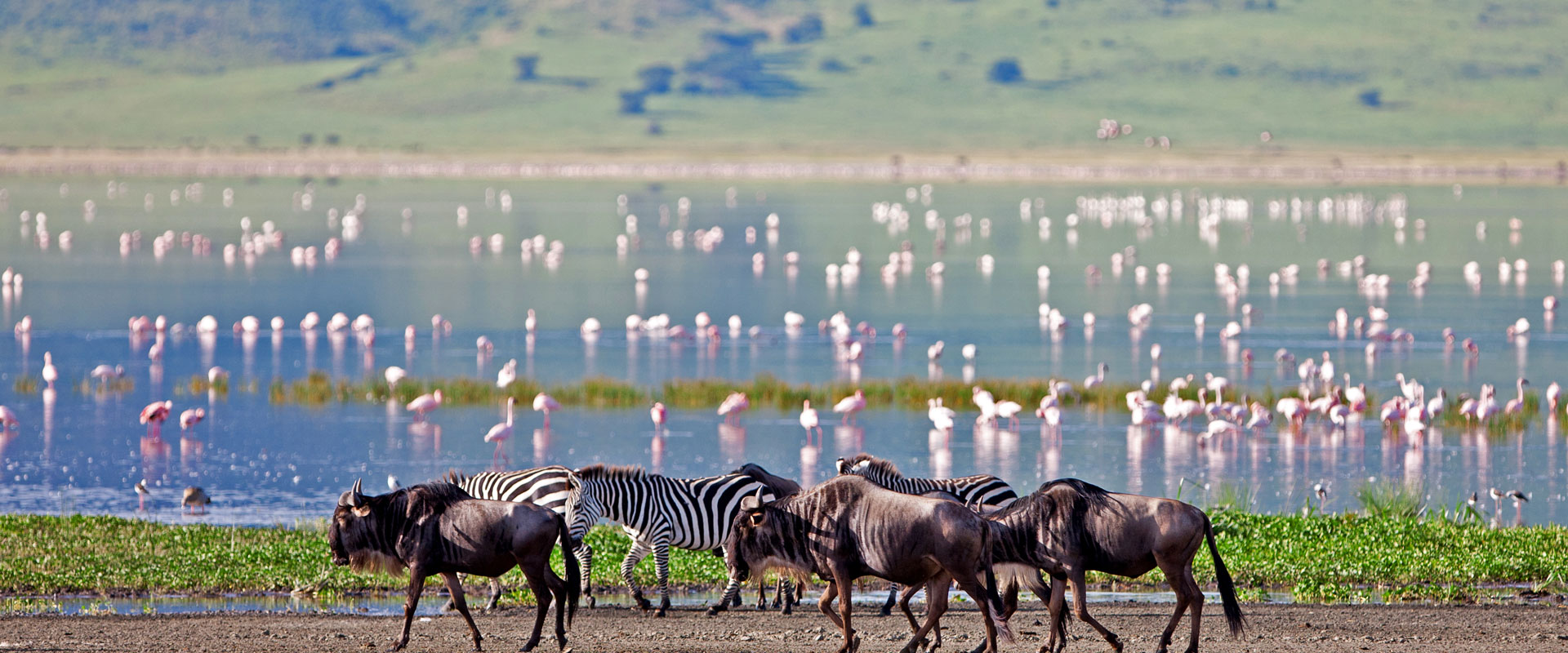 Wildebeest and Flamingo in the Ngorongoro Crater