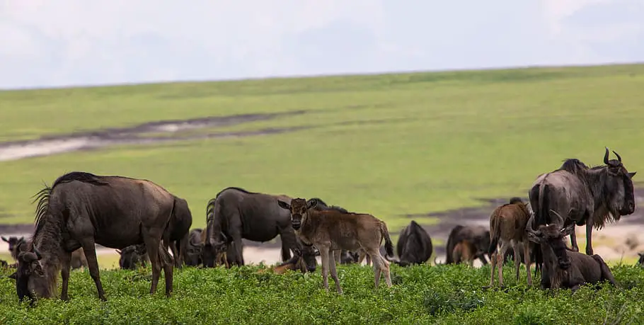 Wildebeest in the Ngorongoro Conservatio Area