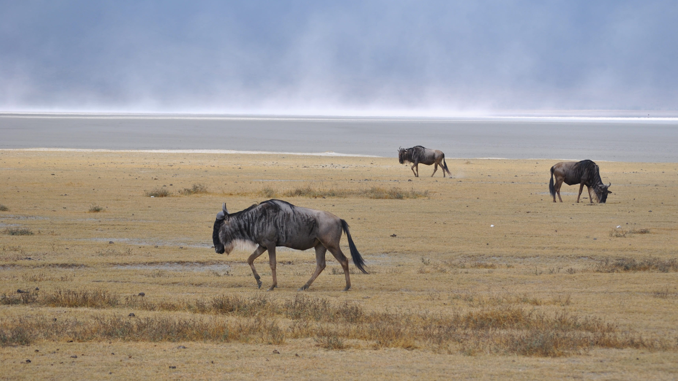 Wildebeest in the Ngorongoro Crater