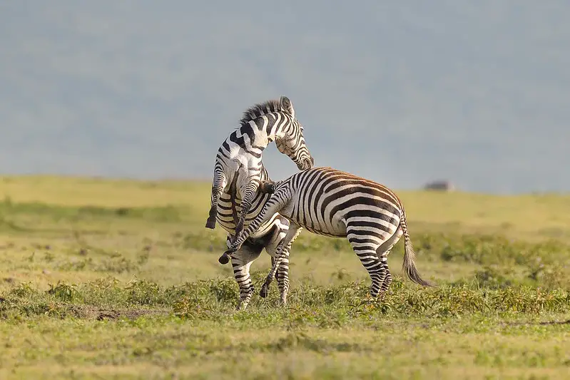 Zebras fighting in the Ngorongoro Crater