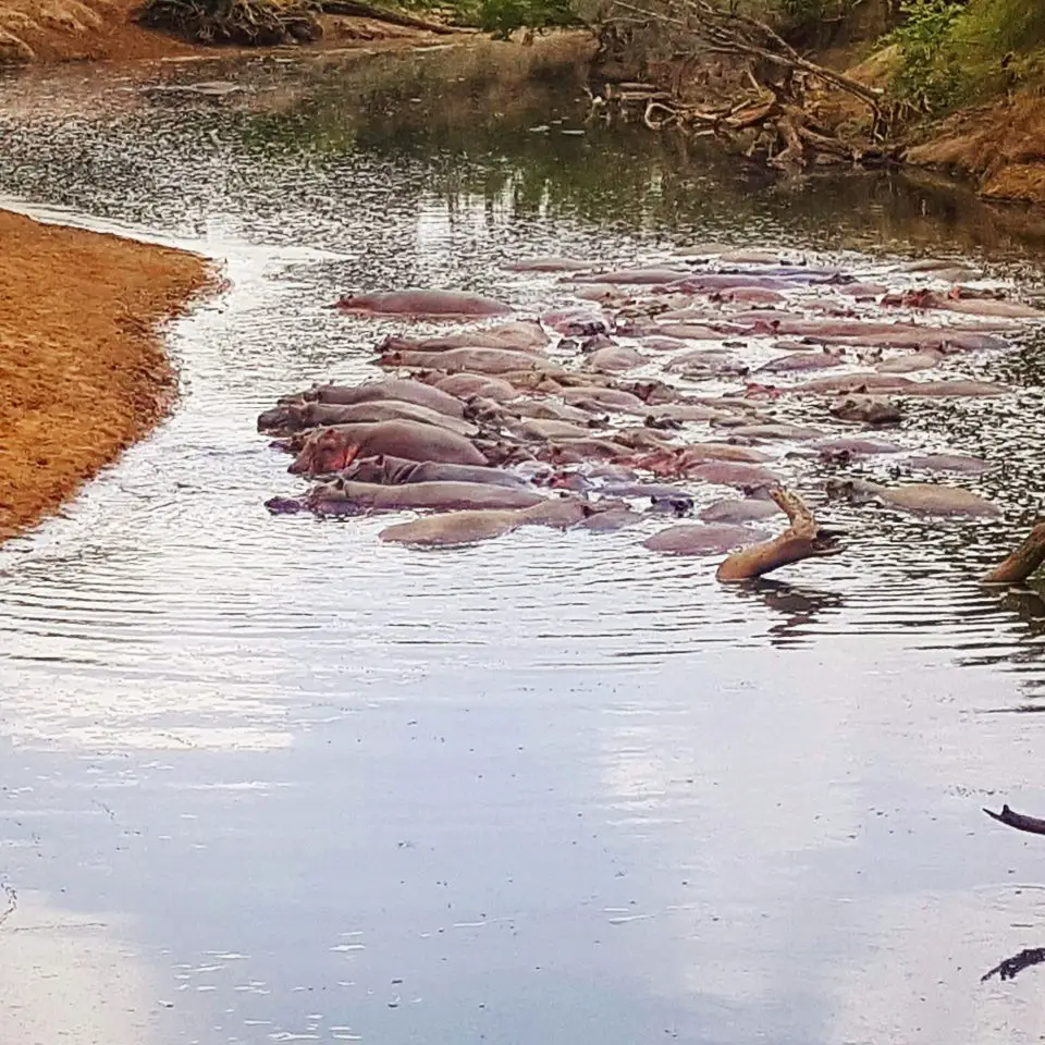 Cheap flights to Dar es Salaam are a first step to witnessing animals in the wild just like these hippos in the Serengeti's Western Corridor
