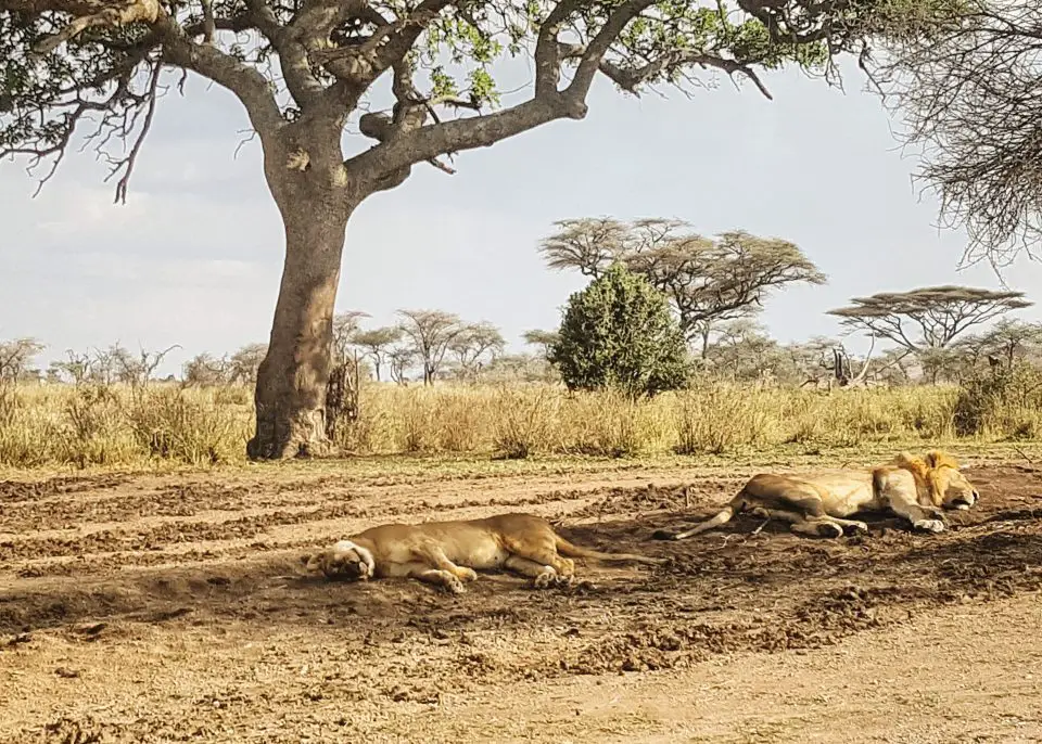 Lions Honeymooning