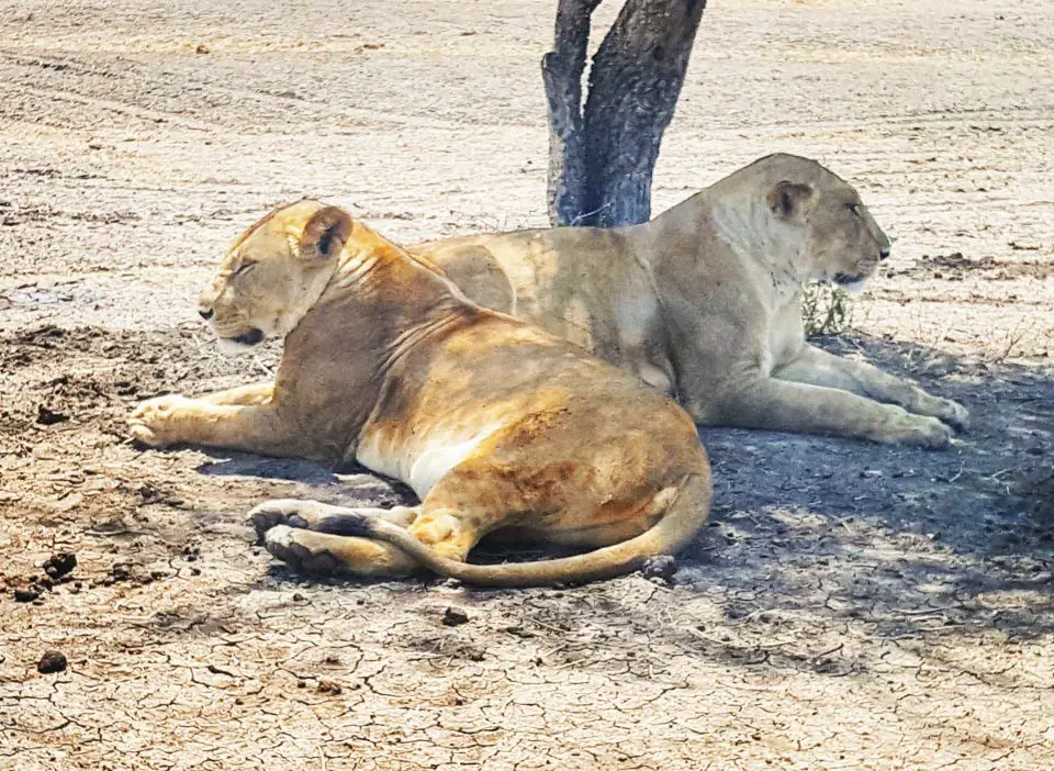 Cheap flights to Dar es Salaam will take you closer to seeing animals in the wild like this pair of lions in the Serengeti's Western Corridor