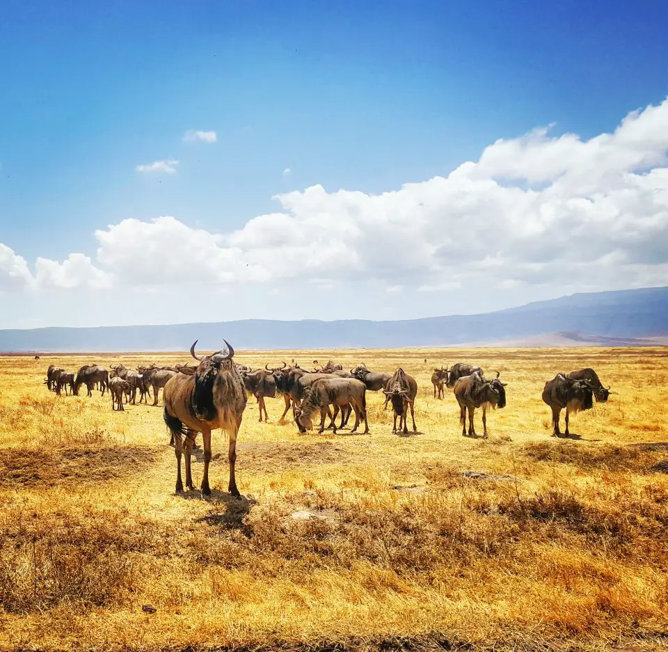 Cheap flights to Dar es Salaam can be the first step to getting to the Ngorongoro Crater