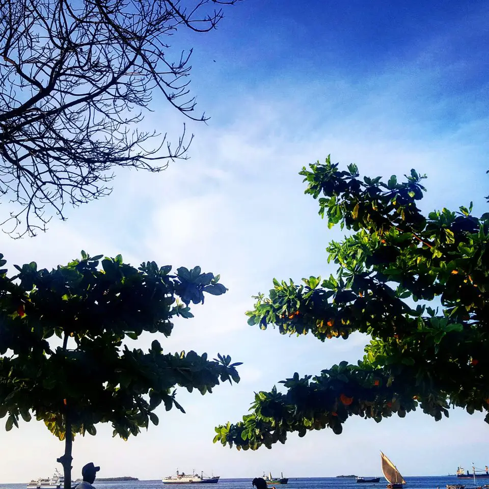 Trees at the Park Hyatt Zanzibar - hanging out in Stone Town before visiting Matemwe hotels