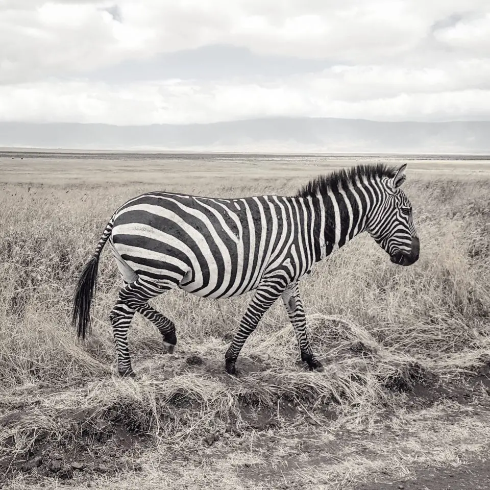 Zebra in the Ngorongoro Crater, Tanzania