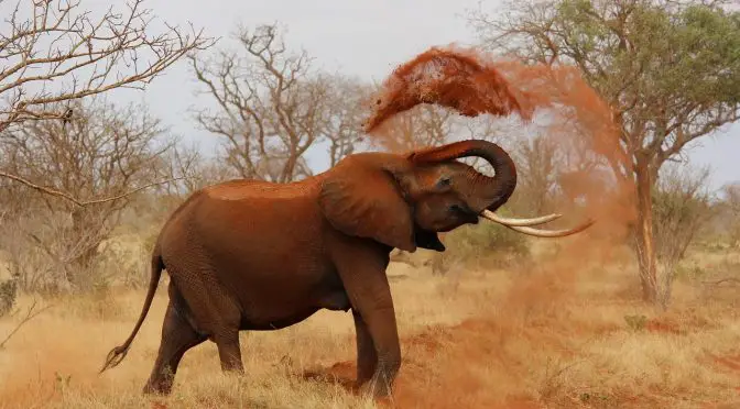 Elephant Mud bathing at Tarangire National Park