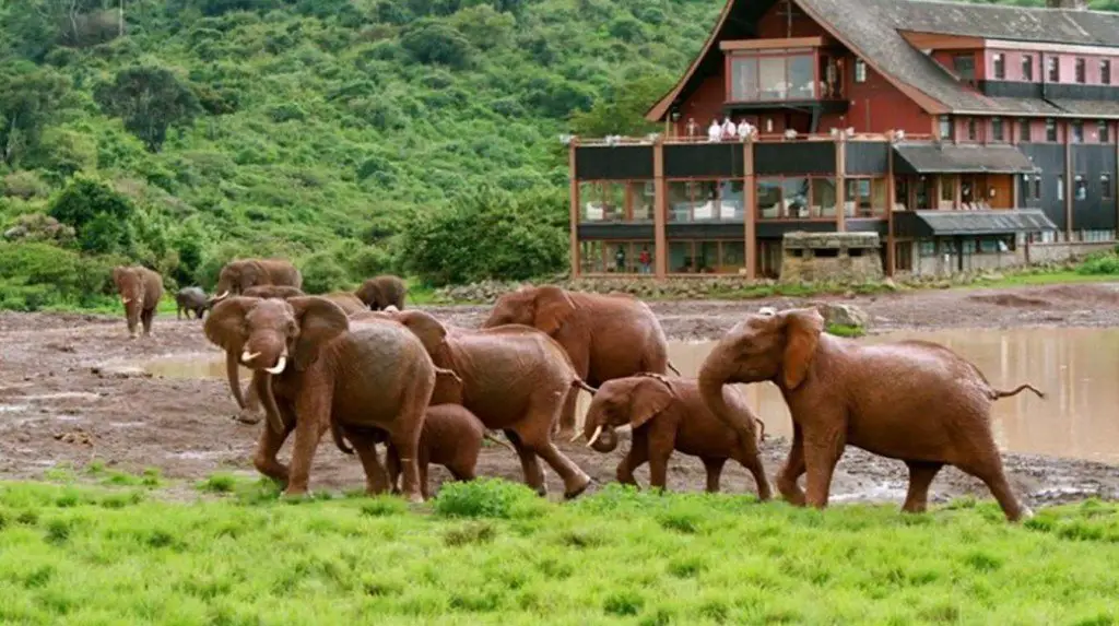 Elephants at The Ark, Aberdare National Park, Kenya