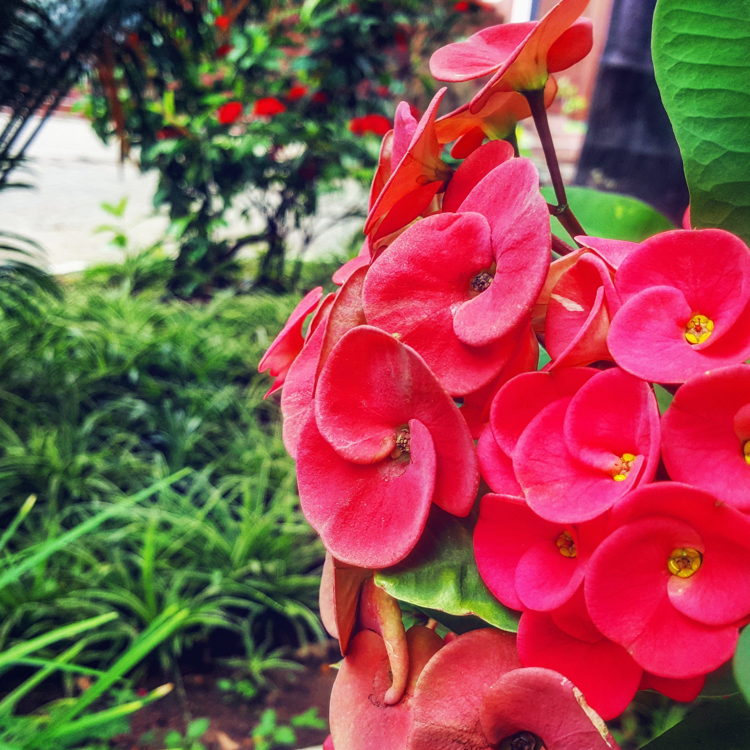 nature views: red flowers in Dar es Salaam, Tanzania