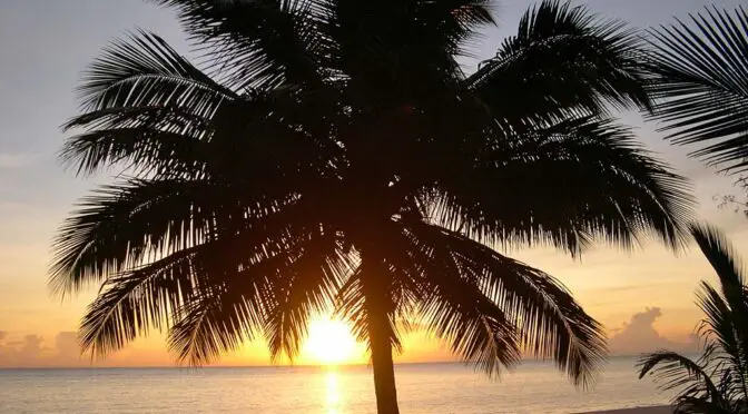 A Palm Tree on a Tanzania Beach