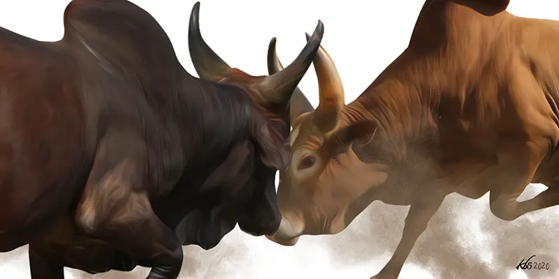 An image of bulls fighting Kenya
