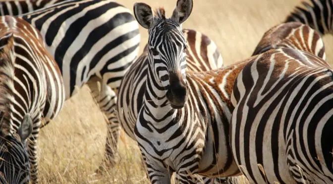 Buying Ngorongoro travel packages will allow you to see Zebra in Ngorongoro