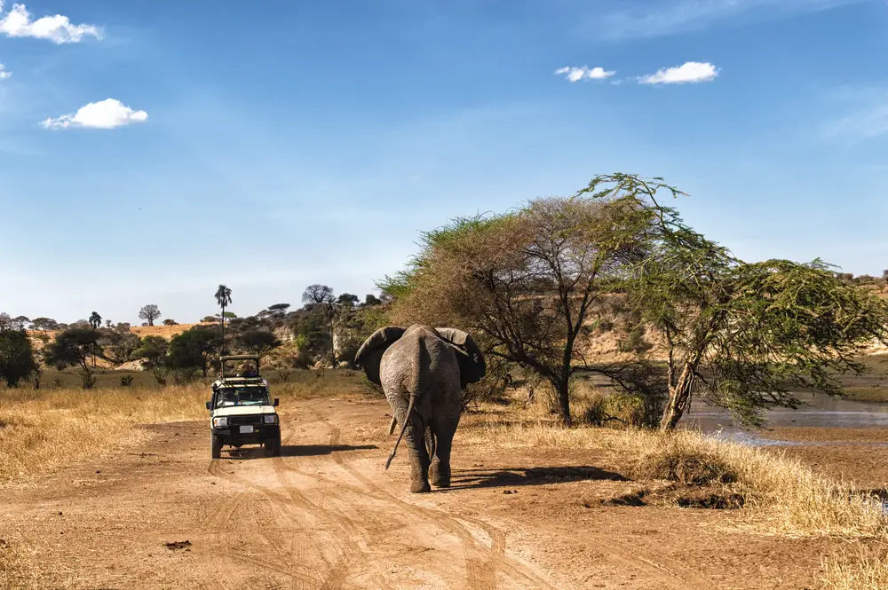 Travel from Johannesburg to Serengeti to have experiences like this